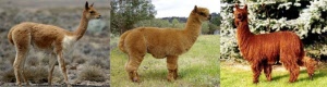 alpaca-tot-kl